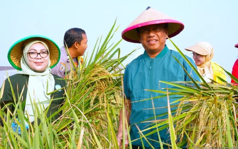 Wali Kota Jakarta Timur Munjirin bersama Ketua Tim Penggerak PKK Kota Administrasi Jakarta Timur Essie Feransie Munjirin menghadiri kegiatan panen padi varietas Ciherang di Kawasan Urban Farming Bali Lestari, Kampung Bali, Gang Buntu RT 001/RW 05, Kelurah