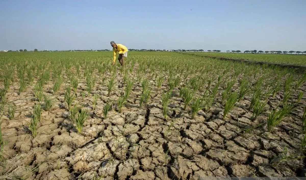 Dokumentasi - Petani melihat kondisi sawahnya yang rusak akibat kekeringan di Juntinyuat, Indramayu, Jawa Barat, Selasa (7/8/2023) Foto: ANTARA