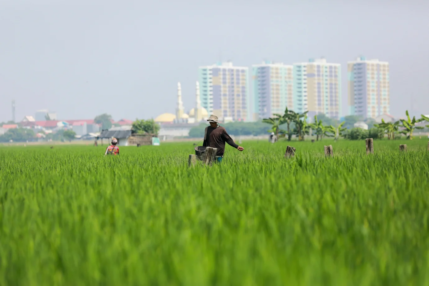 Sejumlah petani melakukan aktivitas pertanian di area persawahan produktif wilayah Rorotan, Cilincing, Jakarta Utara, Selasa (15/7/2025). Foto: Berita Jakarta