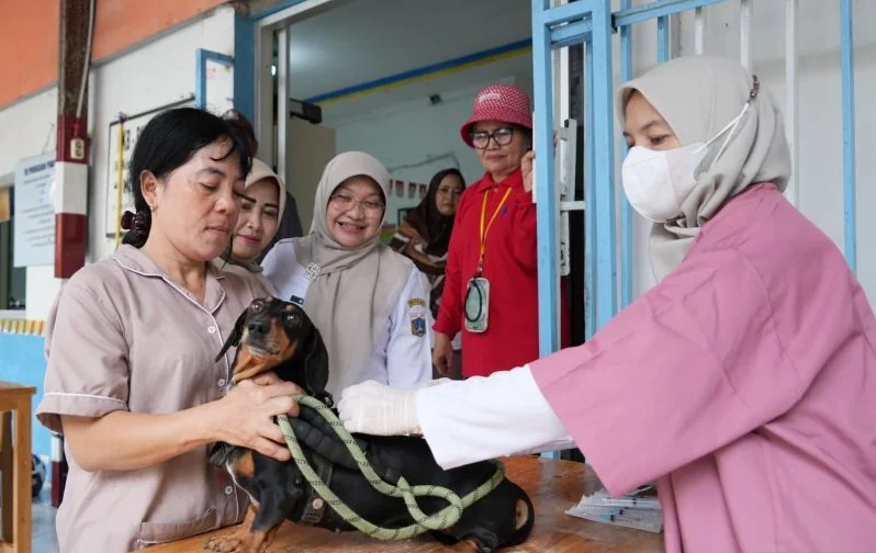 Suku Dinas Ketahanan Pangan, Kelautan dan Pertanian (Sudin KPKP) Jakarta Timur melakukan vaksinasi terhadap hewan penular rabies (HPR) di Sekretariat RW 09 Kelurahan Duren Sawit, Duren Sawit, Jakarta Timur, Rabu (19/8/2026). Foto: Sudin KPKP Jakarta Timur