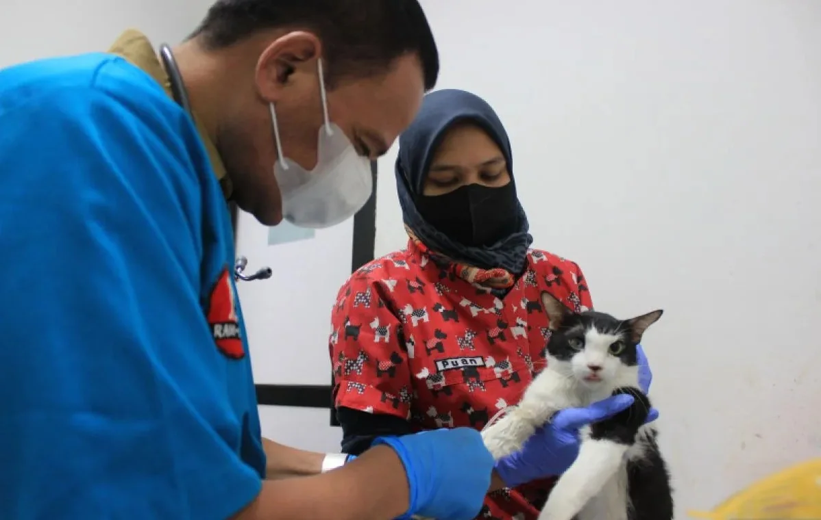 Salah satu petugas memeriksa kesehatan kucing milik warga di Pusat Kesehatan Hewan (Puskeswan) Ragunan, Jakarta Selatan, Selasa (26/7/2022). Foto: ANTARA
