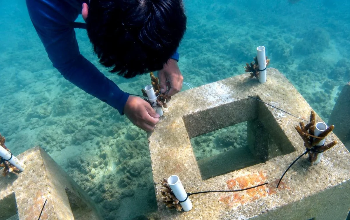 Dinas Ketahanan Pangan, Kelautan, dan Pertanian (KPKP) DKI Jakarta mendistribusikan 10.684 bibit karang ke empat pulau di Kepulauan Seribu. Foto: KPKP DKI