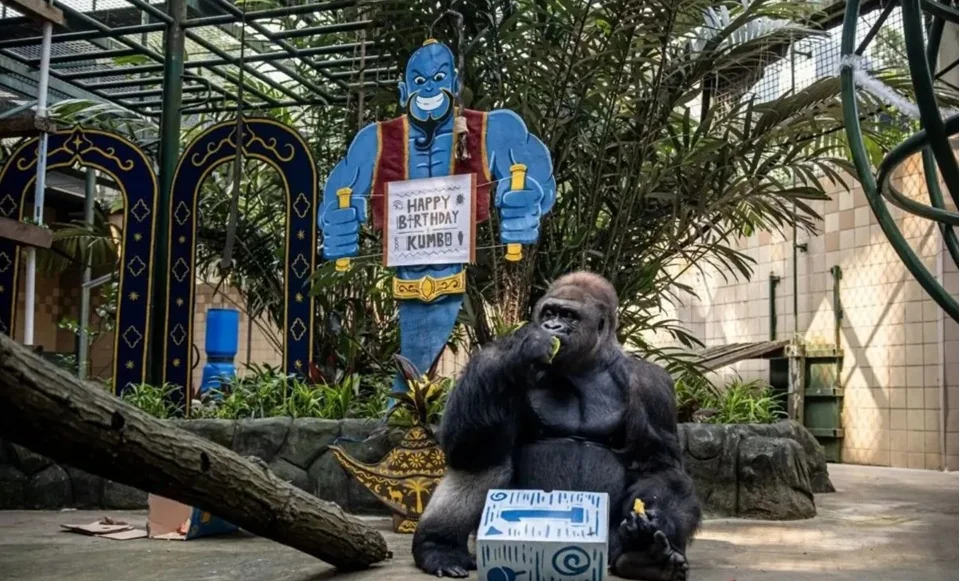 Dokumentasi - Gorila dataran rendah bernama Kumbo memakan buah saat perayaan ulang tahunnya di Taman Margasatwa Ragunan, Jakarta, Minggu (10/5/2026). Taman Margasatwa Ragunan menggelar perayaan Hari Ulang Tahun (HUT) ke-31 dua gorila bernama Kihi dan Kumb