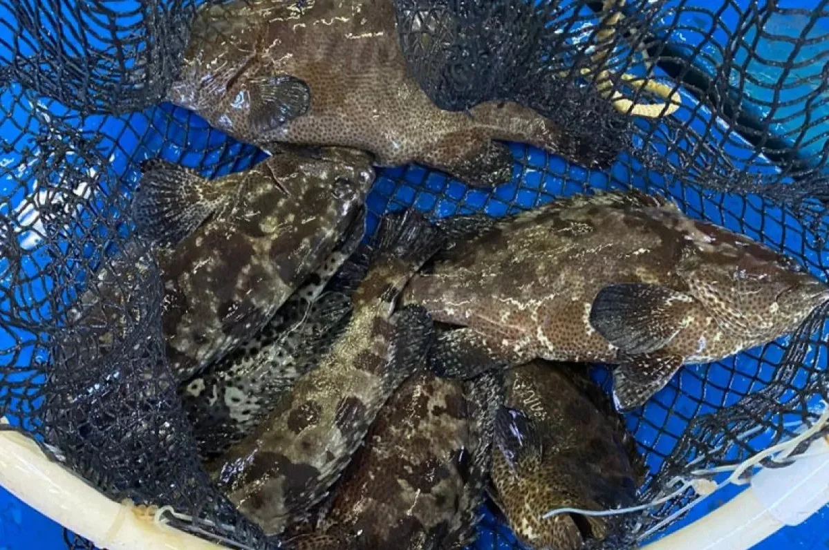 Kelompok Pembudidaya Ikan memanen ikan kerapu cantang yang mereka budidayakan di Pulau Kelapa Dua. Foto: Pemkab Kepulauan Seribu