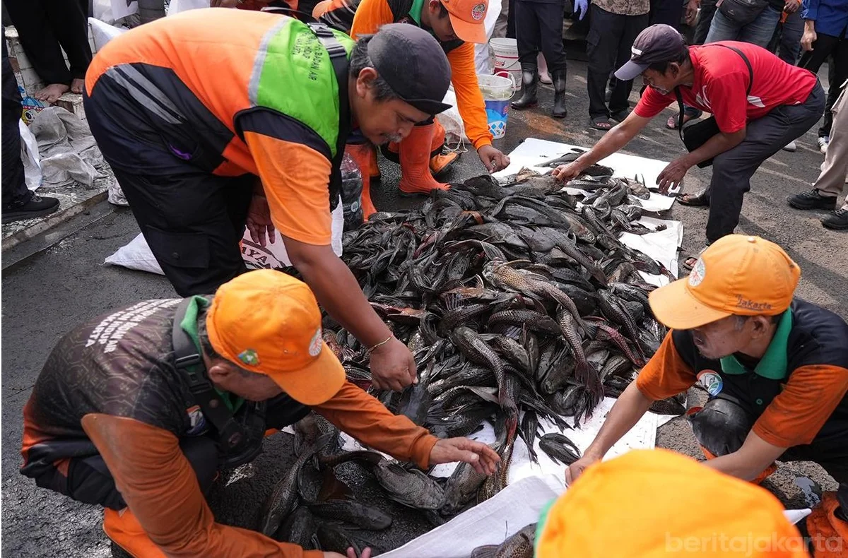 Dinas Ketahanan Pangan, Kelautan, dan Pertanian (KPKP) DKI Jakarta mengalokasikan anggaran sekitar Rp250 juta untuk melakukan kajian terhadap ikan sapu-sapu. Foto: Pemprov DKI