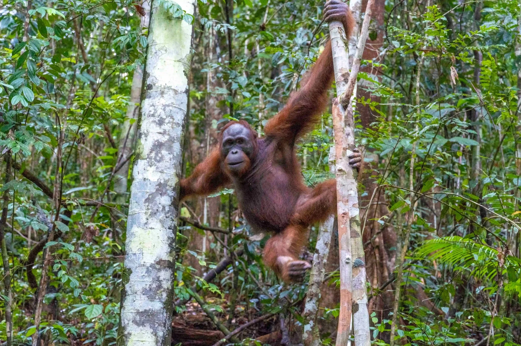 Keanekaragaman hayati adalah kanvas yang melukis pemandangan indah ini, menjadikan Indonesia sebagai salah satu negara dengan kekayaan alam terbesar di dunia. Foto: yiari