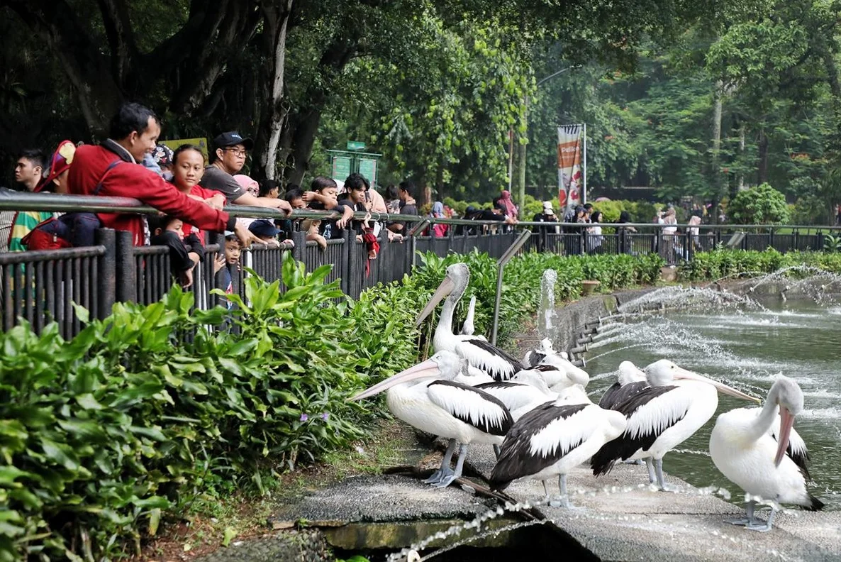 Berkunjung ke Taman Margasatwa Ragunan berarti memasuki sebuah hutan tropis mini, di dalamnya terdapat keanekaragaman hayati yang memiliki nilai konservasi tinggi dan menyimpan harapan untuk masa depan. Foto: beritajakarta