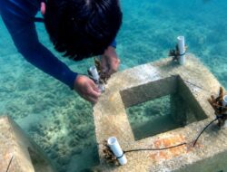 10.684 Bibit Karang Ditanam di 4 Pulau Pulihkan Ekosistem Laut Kepulauan Seribu