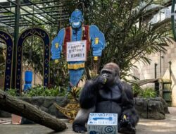 HUT ke-81 RI, Ragunan Hadirkan Atraksi Feeding Gorila untuk Pengunjung