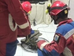 Musang Besar Jatuh dari Plafon, Damkar Jaktim Evakuasi dalam 15 Menit