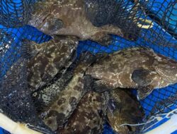 Panen 459 Kilogram Kerapu Cantang, Warga Pulau Kelapa Dua Didorong Kembangkan Budi Daya