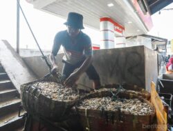 Kemarau jadi Musim Panen Nelayan Jakarta, Laut Lebih Ramah dan Ikan Melimpah