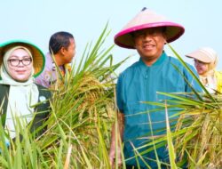 Panen Perdana Padi di Cakung Hasilkan 10 Ton Gabah, Dukung Ketahanan Pangan Jakarta
