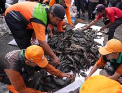 Pemprov DKI Siapkan Rp250 Juta untuk Kajian Ikan Sapu-Sapu