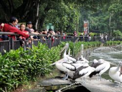 Menuju Kelas Dunia, Ragunan Benahi Kesejahteraan Satwa dan Layanan Pengunjung