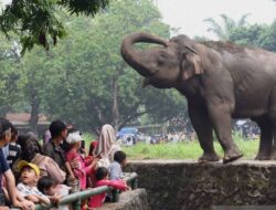 Tarif Masuk Ragunan Diusulkan Naik jadi Rp10.000, Keamanan dan Kesejahteraan Satwa jadi Sorotan