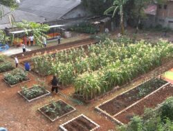 Dari Lahan Penuh Sampah Menjadi Kebun Pangan Warga Petukangan Utara